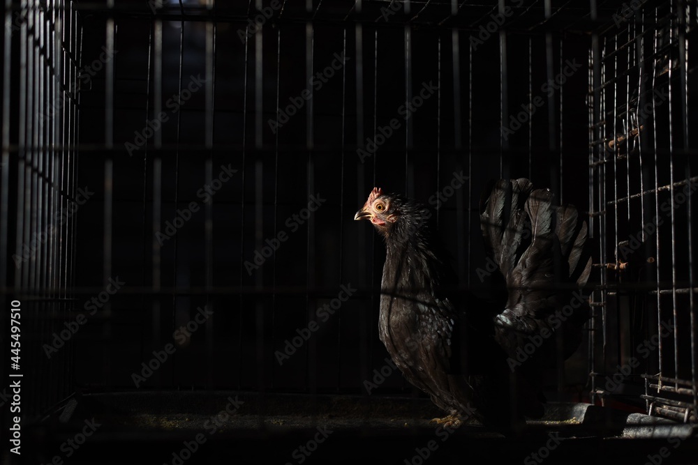 chicken in a cage in the sunlight against dark background