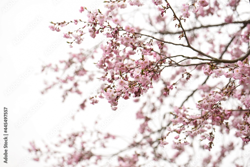 pink blossoms in the spring