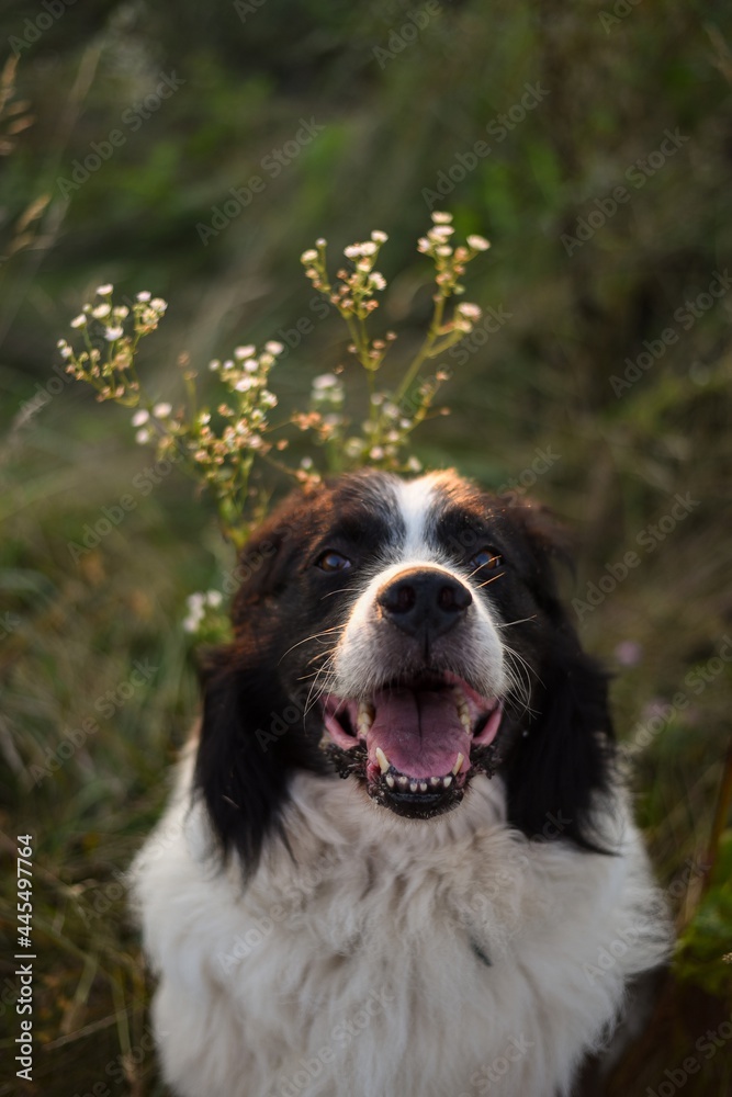 black and white dog in the field ( Border Collie / Australian Shepherd / Bernese Mountain Dog mix)