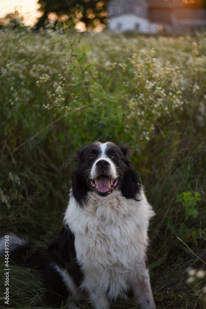 black and white dog in the field ( Border Collie / Australian Shepherd / Bernese Mountain Dog mix)