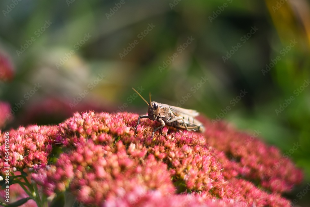 grasshopper on flowers grasshopper on flowers
