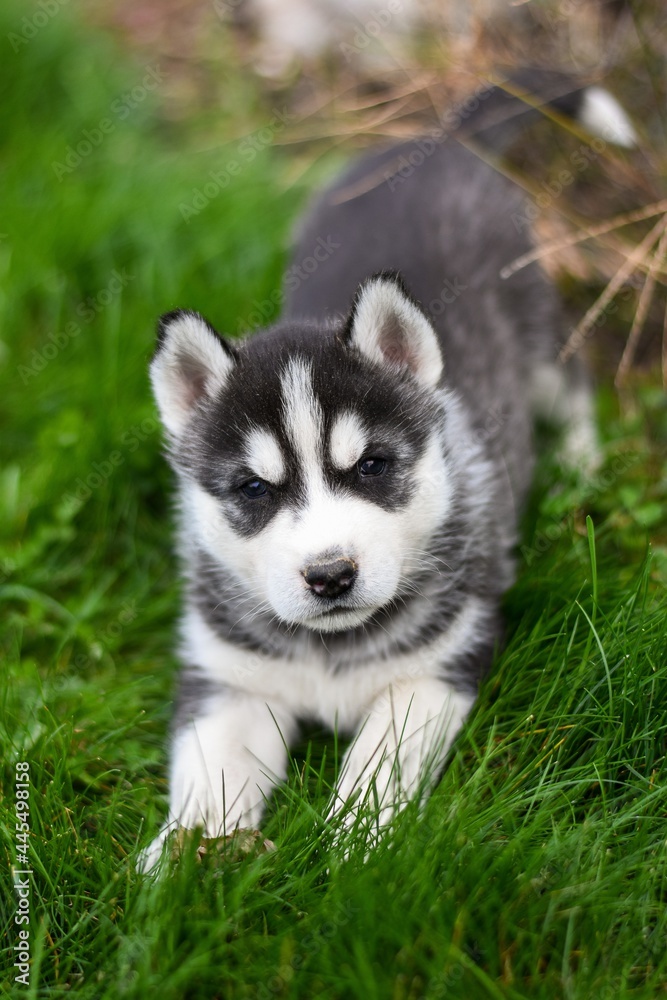 Siberian husky puppy in the grass Siberian husky puppy in the grass