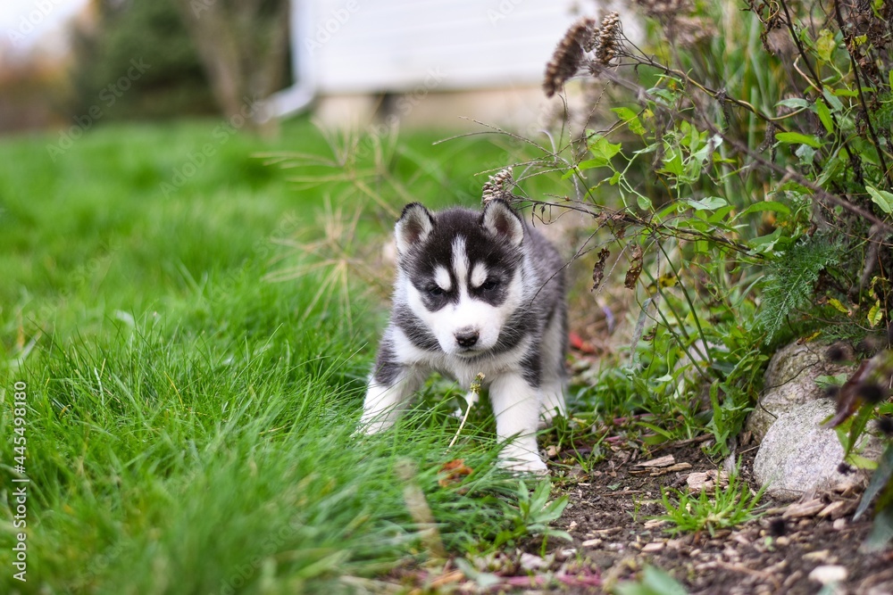 Siberian husky puppy in the grass by bushes
