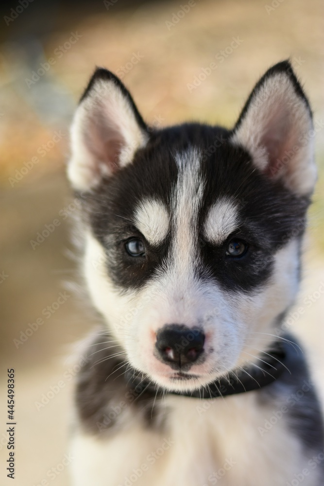 siberian husky puppy on tan background