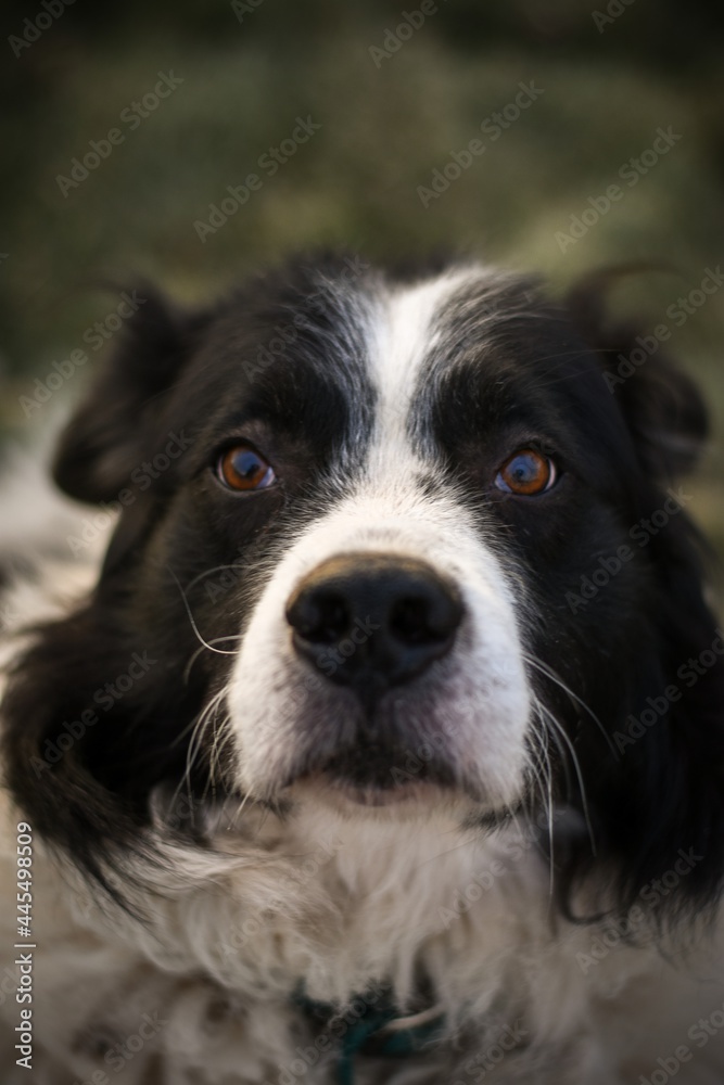 black and white dog portrait ( Border Collie / Australian Shepherd / Bernese Mountain Dog mix )