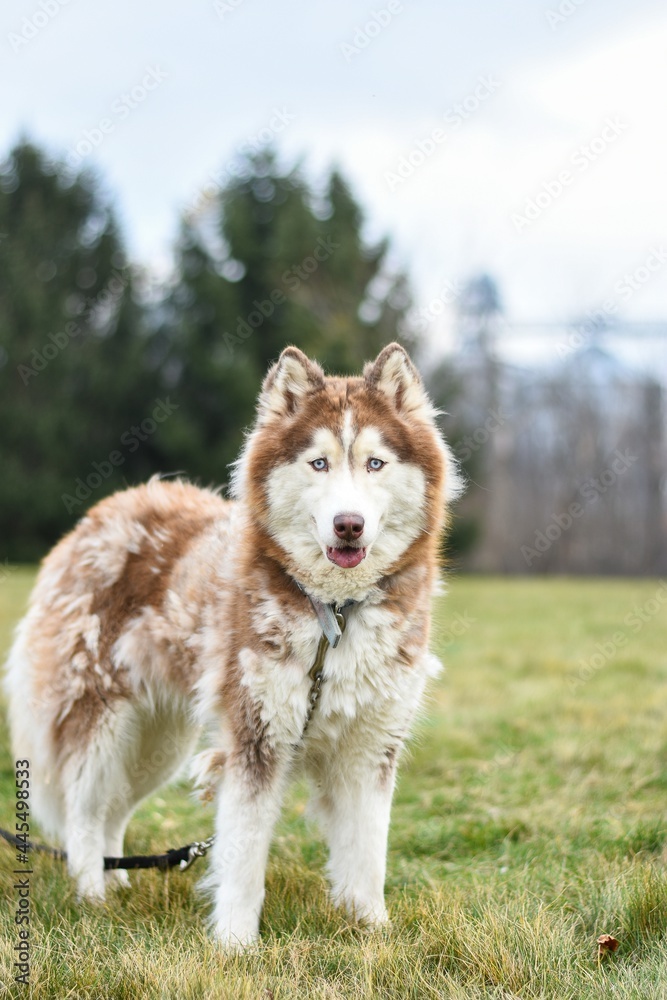 wooly Siberian husky in the grass