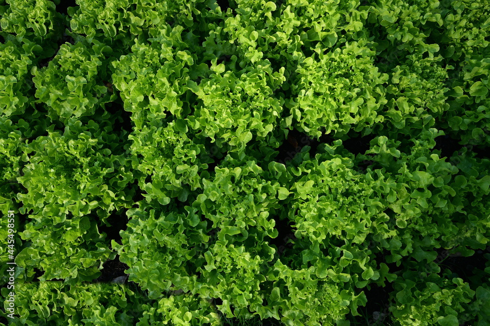 Top view of organically grown Green oak lettuce in the garden. The idea of ​​growing vegetables that are safe to eat at home
