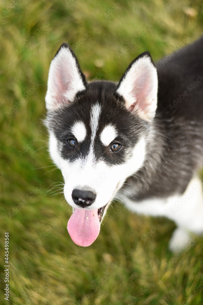 Siberian husky puppy in the grass