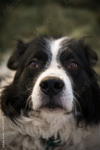 black and white dog portrait ( Border Collie / Australian Shepherd / Bernese Mountain Dog mix ) © Julissa