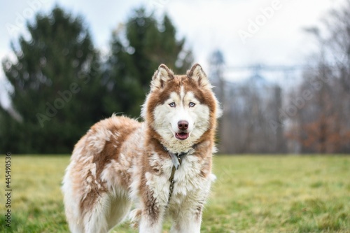 Photography wooly Siberian husky in the grass