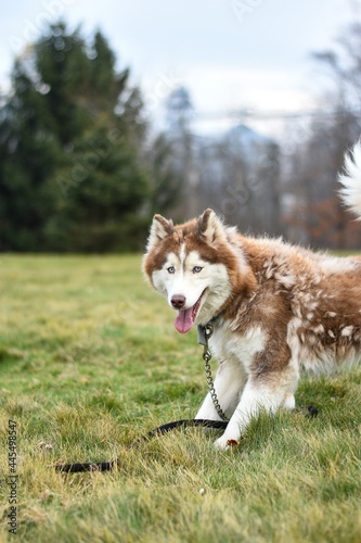 wooly Siberian husky in the grass