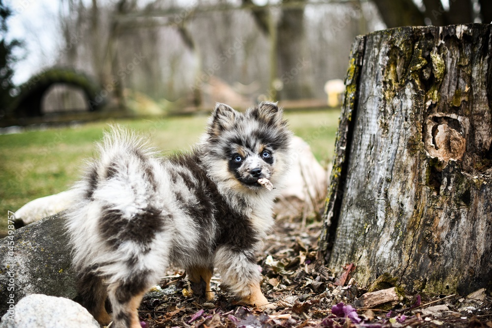 Obraz premium blue merle Pomeranian puppy
