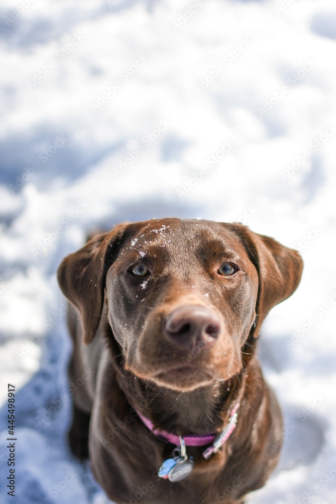 chocolate Labrador retriever in the snow chocolate Labrador retriever in the snow
