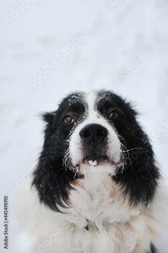 black and white dog in snow ( Border Collie / Australian Shepherd / Bernese Mountain Dog mix)