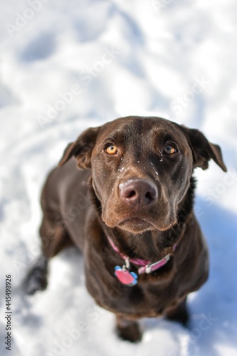 chocolate Labrador retriever in the snow