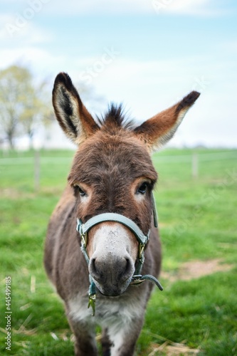 portrait of a donkey © Julissa