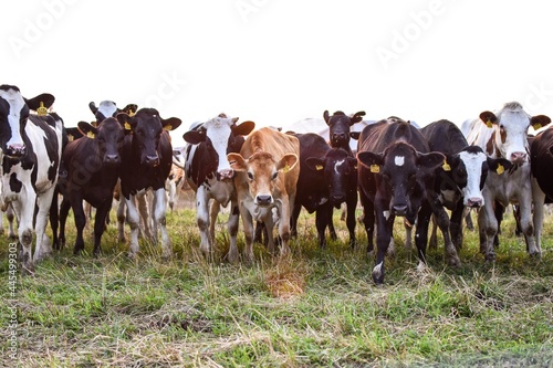 herd of cows in a field