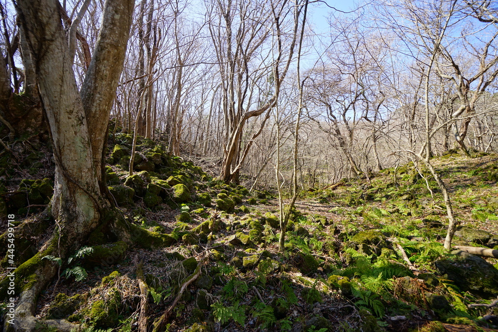 a lonely autumn forest with bare trees and vines a lonely autumn forest with bare trees and vines