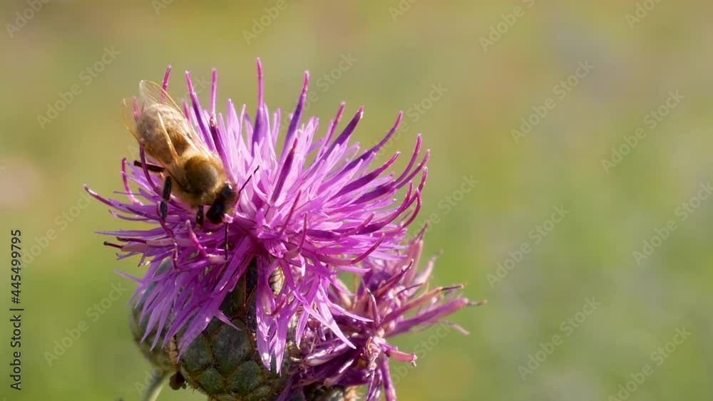 Honey bee collects or gather pollen nectar on pink flower. Green and yellow background in field in summer day. Thistle moving in wind day Honey bee collects or gather pollen nectar on pink flower. Green and yellow background in field in summer day. Thistle moving in wind day