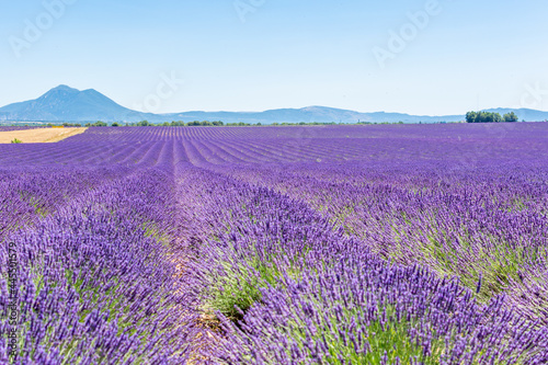 Panorama sur un champ de lavande en Provence