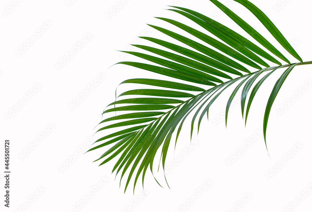 Green palm leaf branch on white background, with clipping path Green palm leaf branch on white background, with clipping path