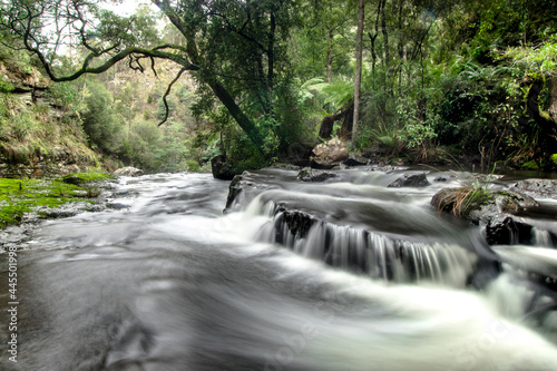 cascade in the forest