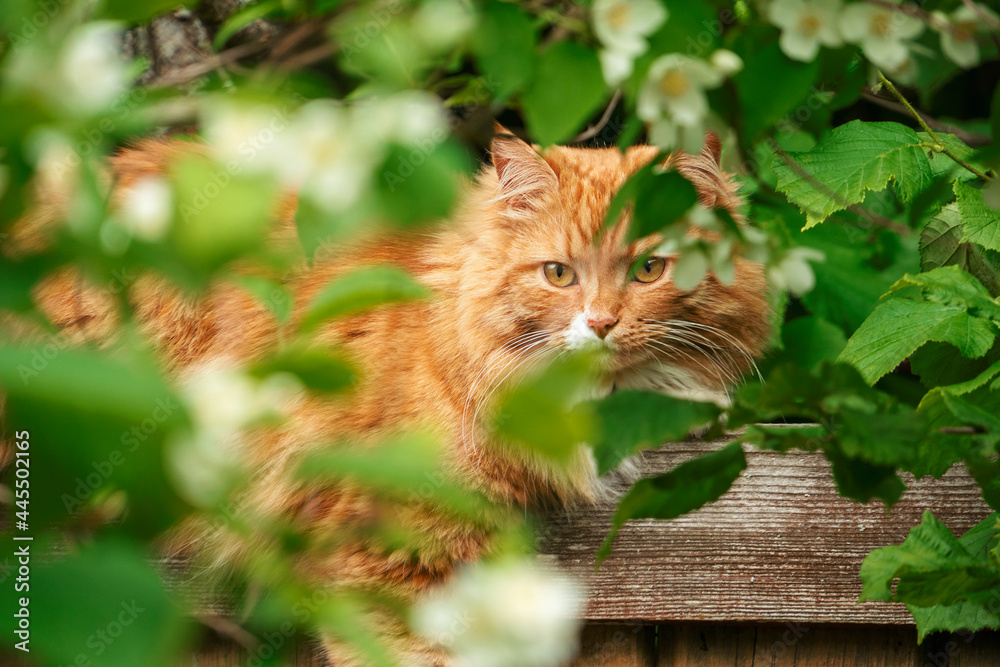 The portrait of red domestic cat looking at the camera through foliage.