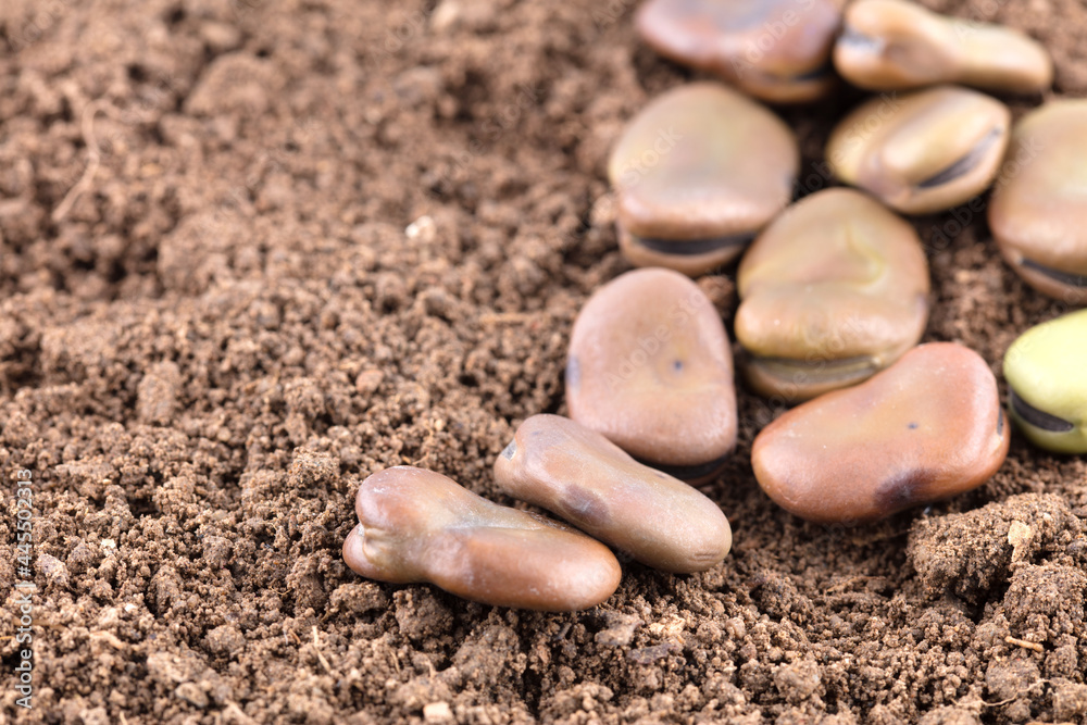 A pile of big broad bean seeds on soil A pile of big broad bean seeds on soil