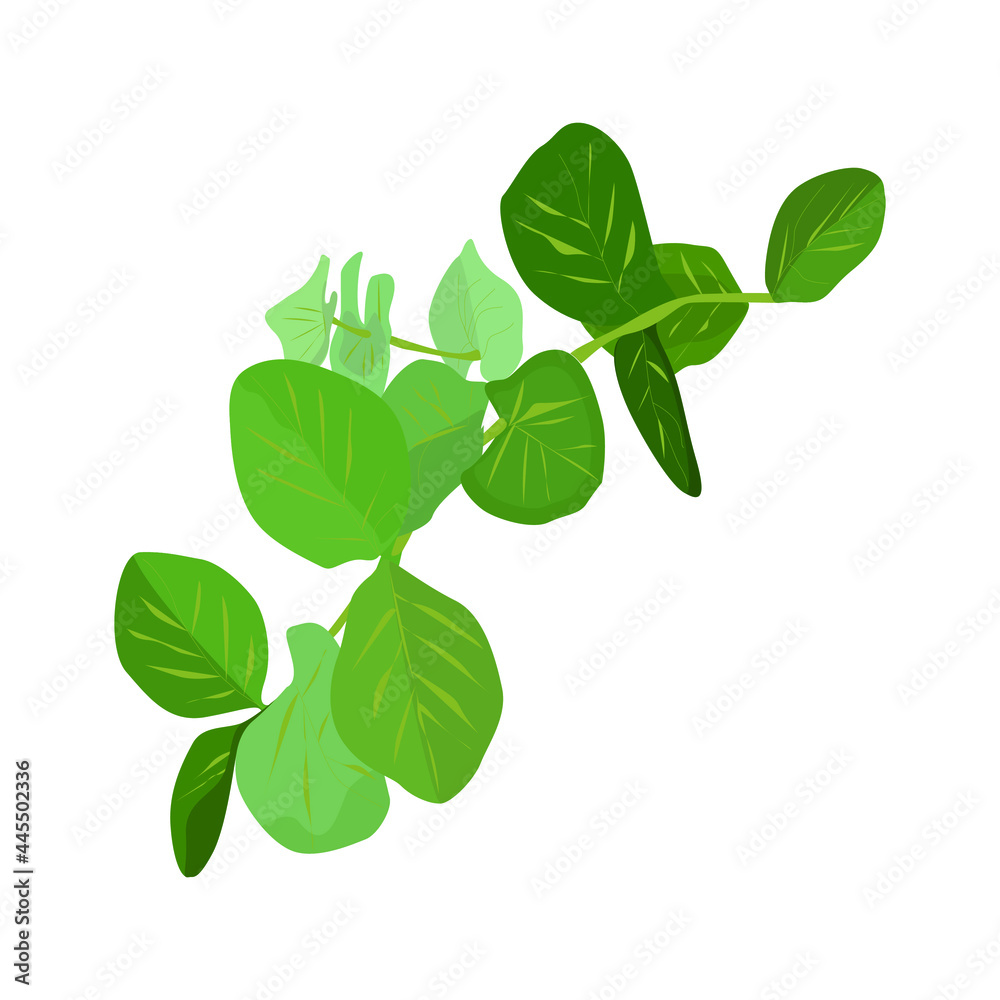 Fototapeta premium Eucalyptus silver dollar tree leaves natural branches with green leaves tropical pattern, watercolor style. Vector decorative cute elegant illustration of greenery isolated white background