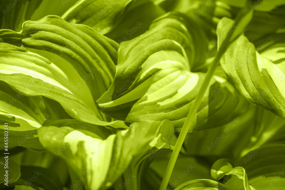 Natural lime green background with fresh leaves of dieffenbachia plant. Closeup. Natural lime green background with fresh leaves of dieffenbachia plant. Closeup.