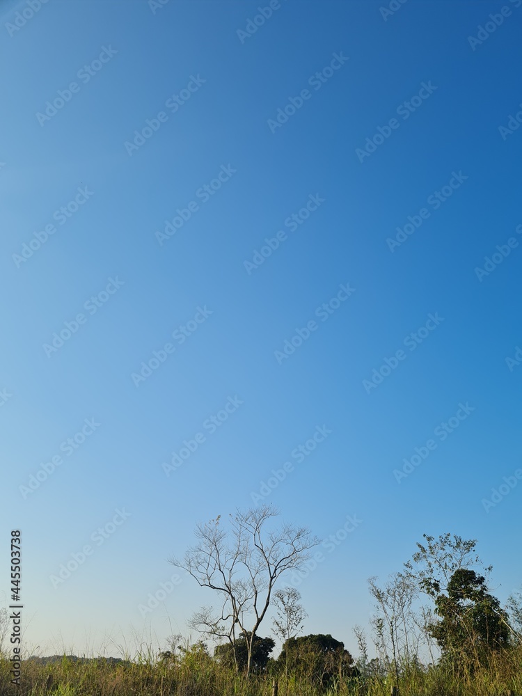 Obraz premium tree in the field