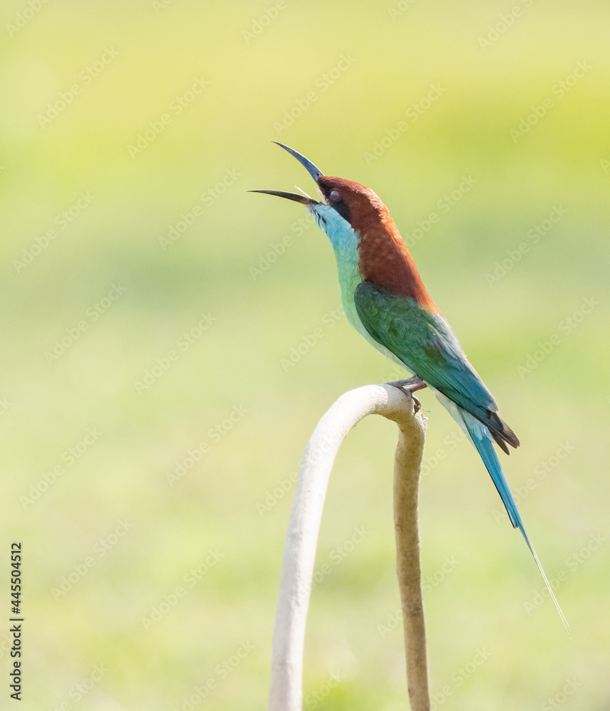 This is the blue throated bee eater

