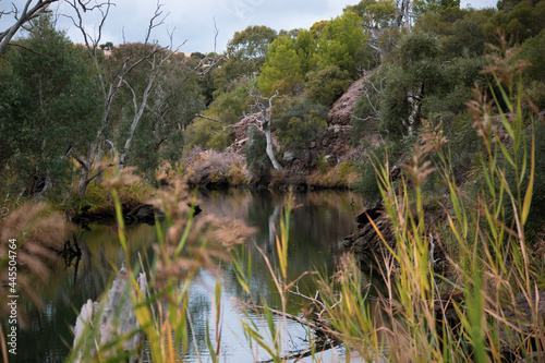 reeds in the water