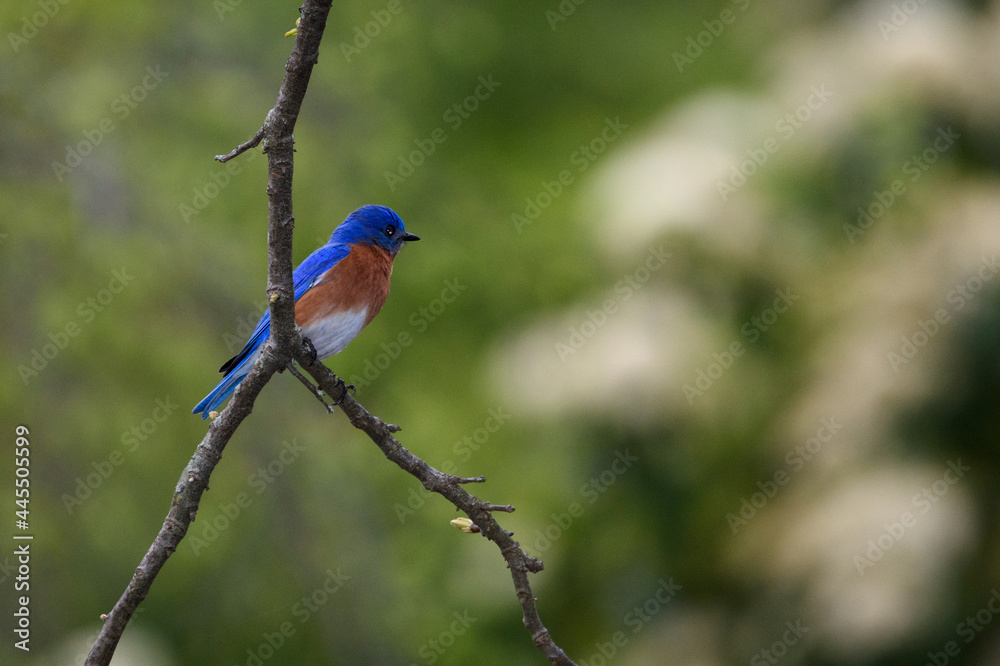 Male Bluebird Perched On Limb-1806 Male Bluebird Perched On Limb-1806