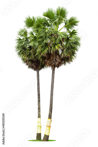 Sugar palm tree,  Sugar palm trees or toddy palm isolated on white background.