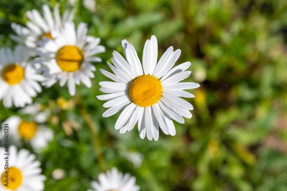 Beautiful white marguerite growing in a summer garden, close up Beautiful white marguerite growing in a summer garden, close up