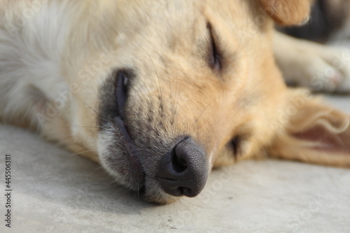 puppy sleeping on the couch