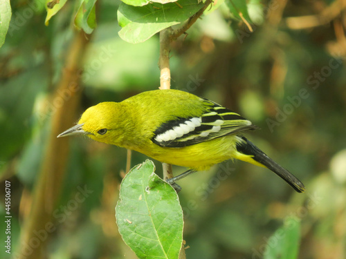 Beautiful Yellow Bird image