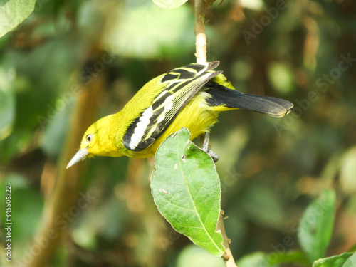 Bird Pictures