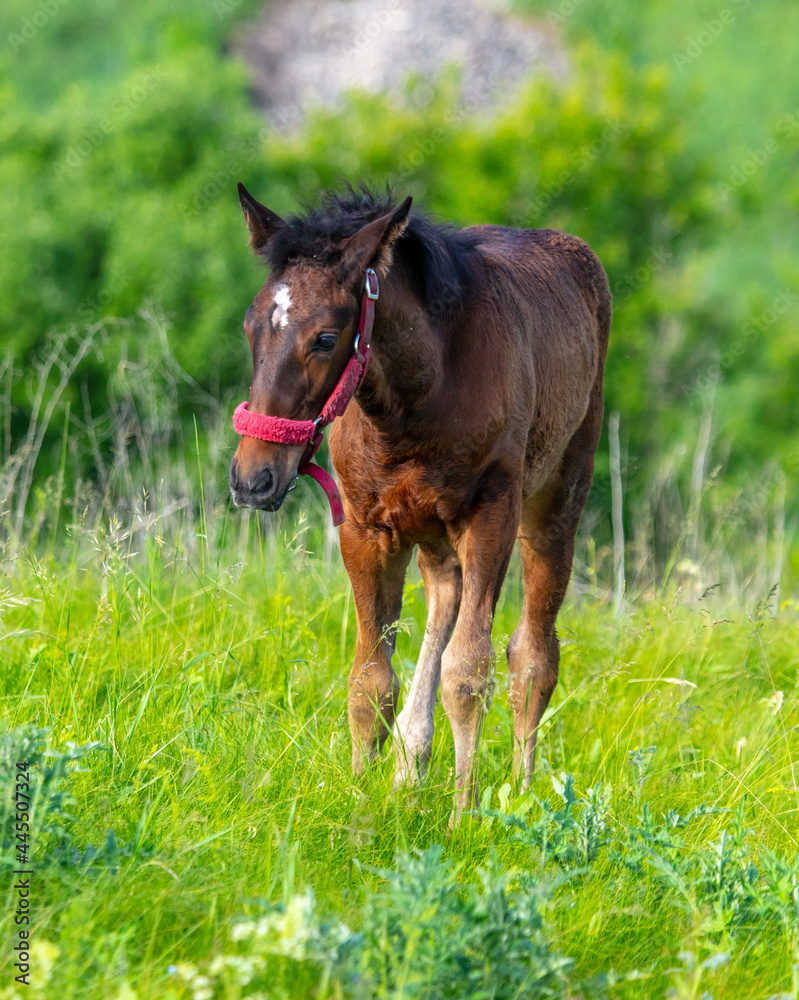 Horse portrait in summer pasture.