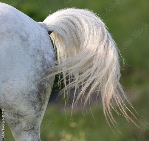 Long tail of a white horse in the park.