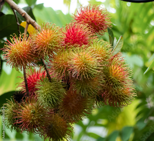 Rambutan fruit on the branches of rambutan trees