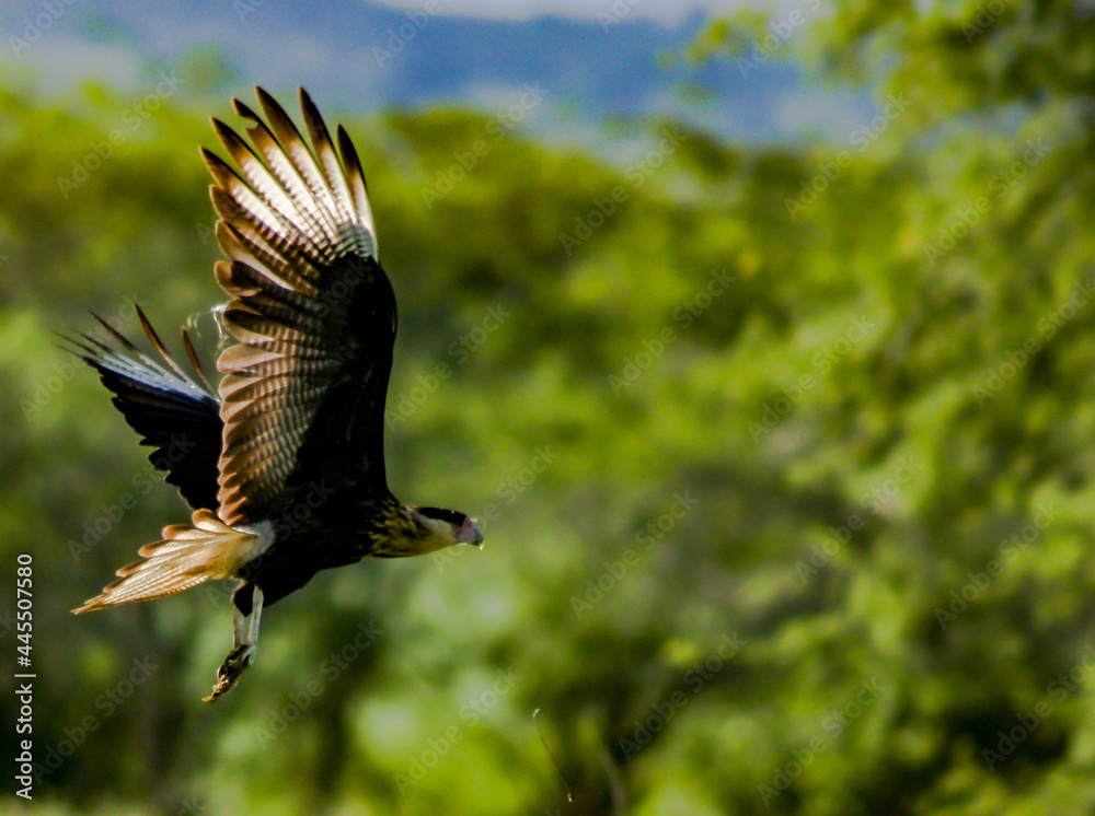 Obraz premium Pássaro - Carcará