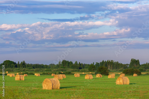 Golden rolls of hay on a green field against the background of birch groves under a blue sky with clouds