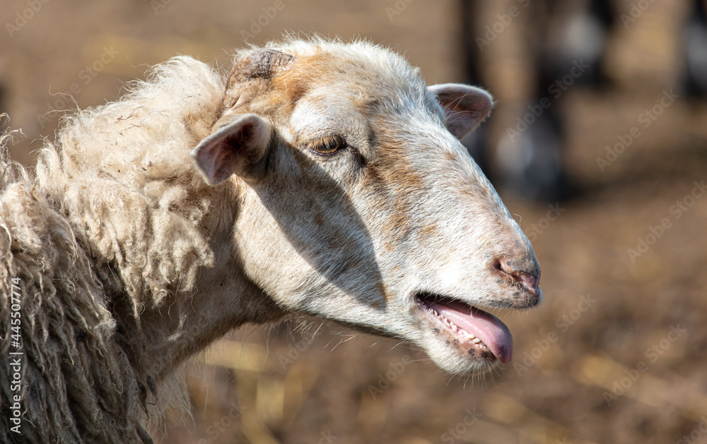 Obraz premium Portrait of a ram on the farm.