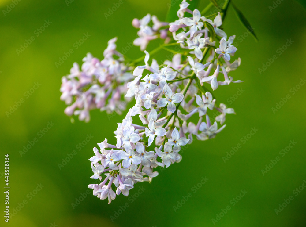 Beautiful lilac flowers in nature. Beautiful lilac flowers in nature.