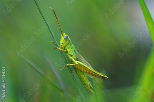 Closeup of an adult male large gold grasshopper, Chrysochraon dispar against a green background 