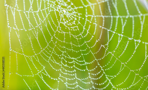 Close-up of dew drops on a spider web. © schankz