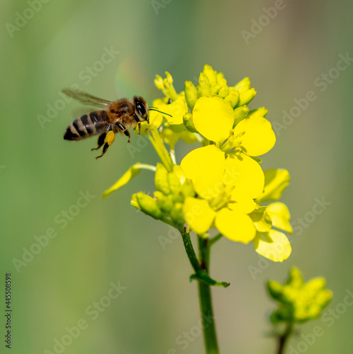 Close-up of a bee on a yellow flower. © schankz