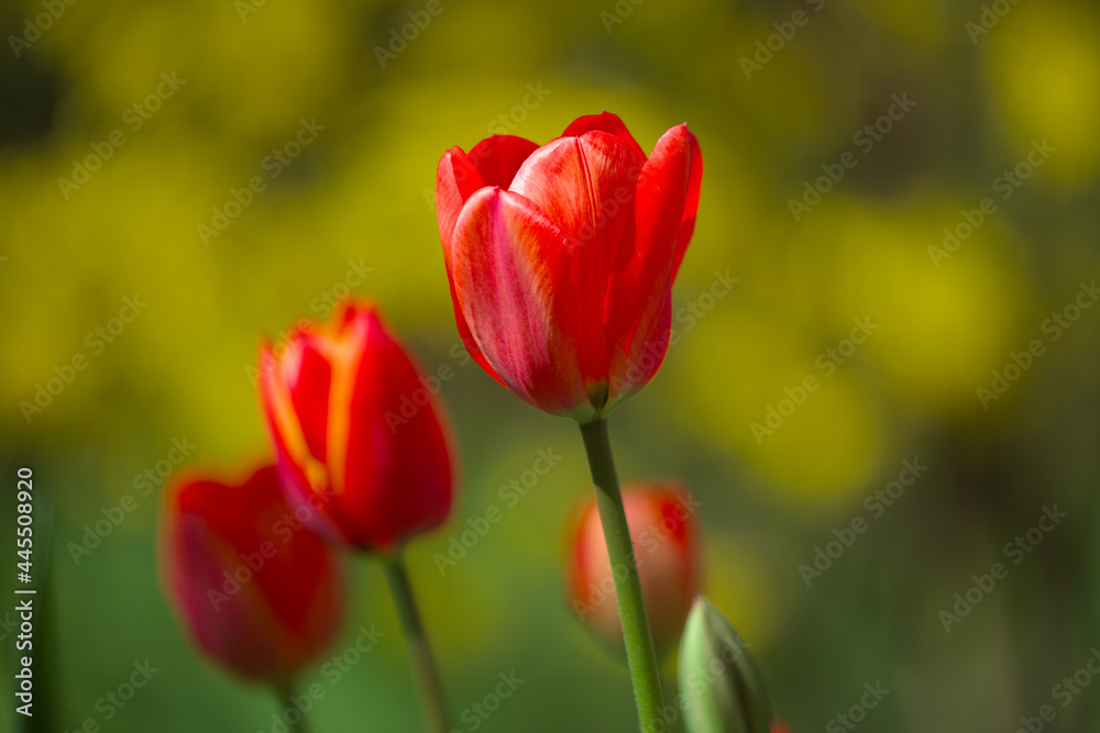 Wonderful bright red tulips with green and yellow bushes in the background. Spring flowers on a warm sunny day. Close-up. Wonderful bright red tulips with green and yellow bushes in the background. Spring flowers on a warm sunny day. Close-up.
